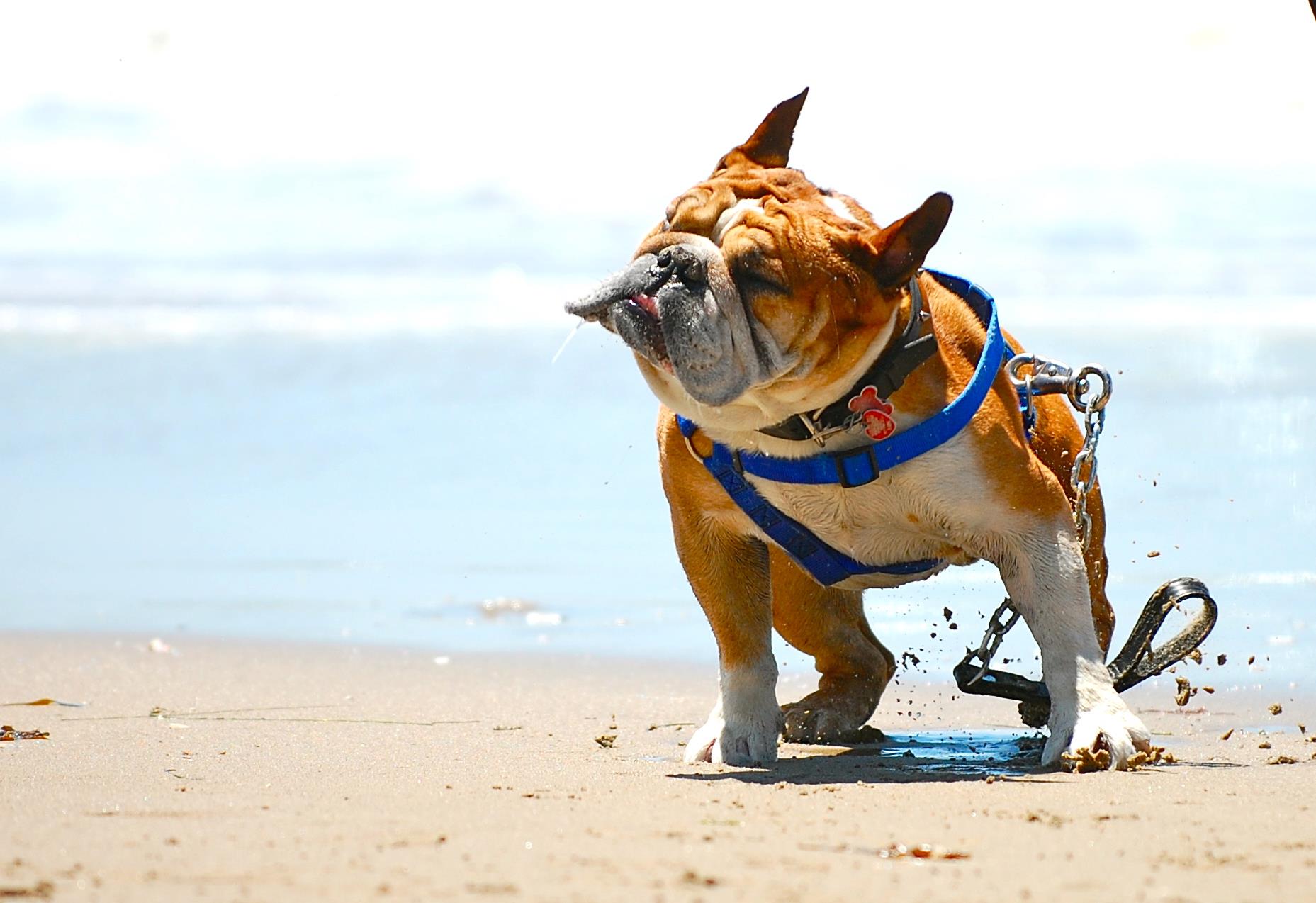 Le spiagge italiane per cani, estate 2015