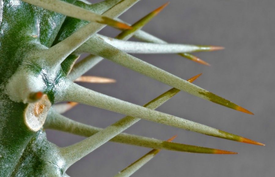 Cactus_Spines_(aka)