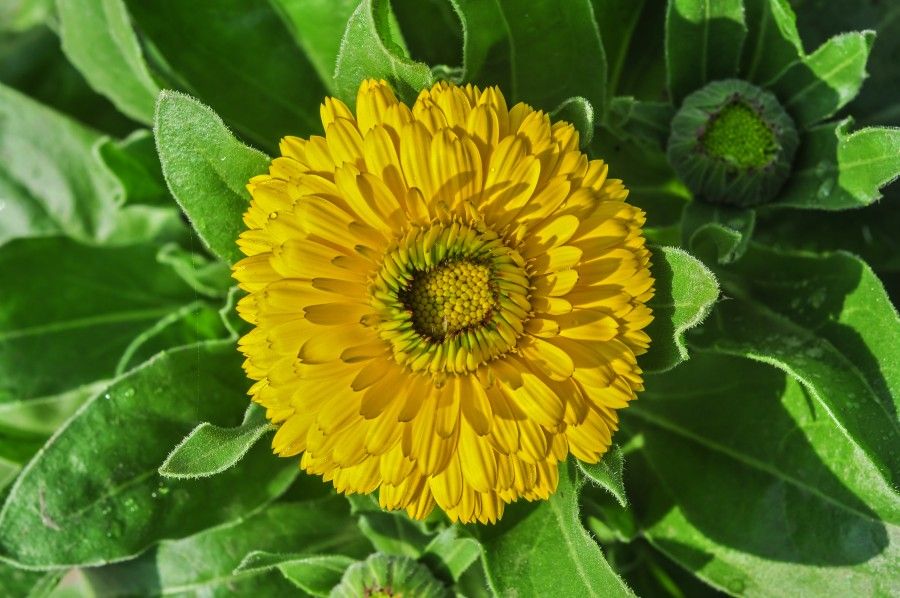 Calendula