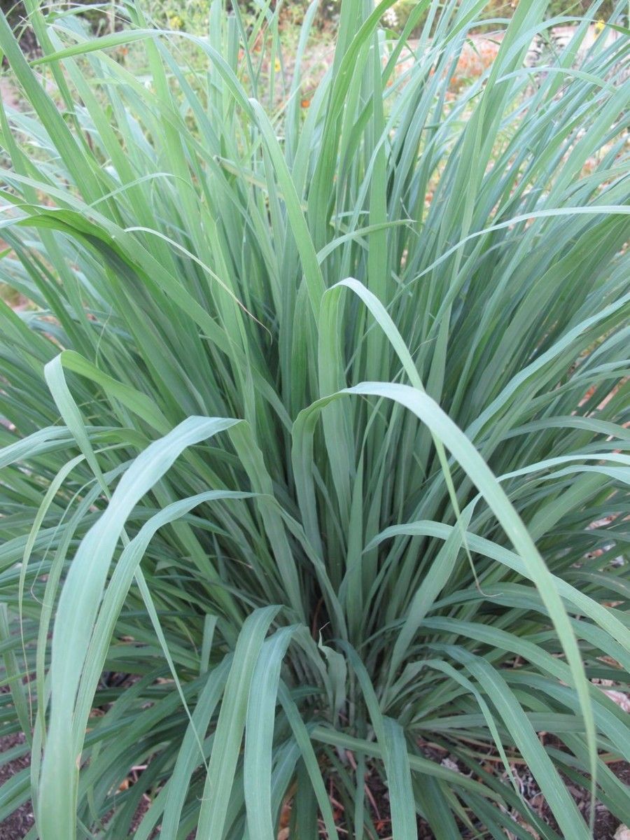 Citronella