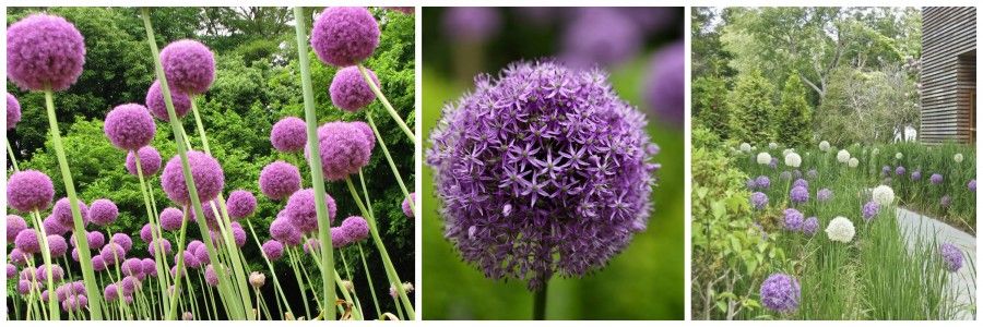 allium