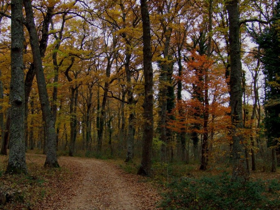 bosco-quarto-nel-parco-nazionale-gargano