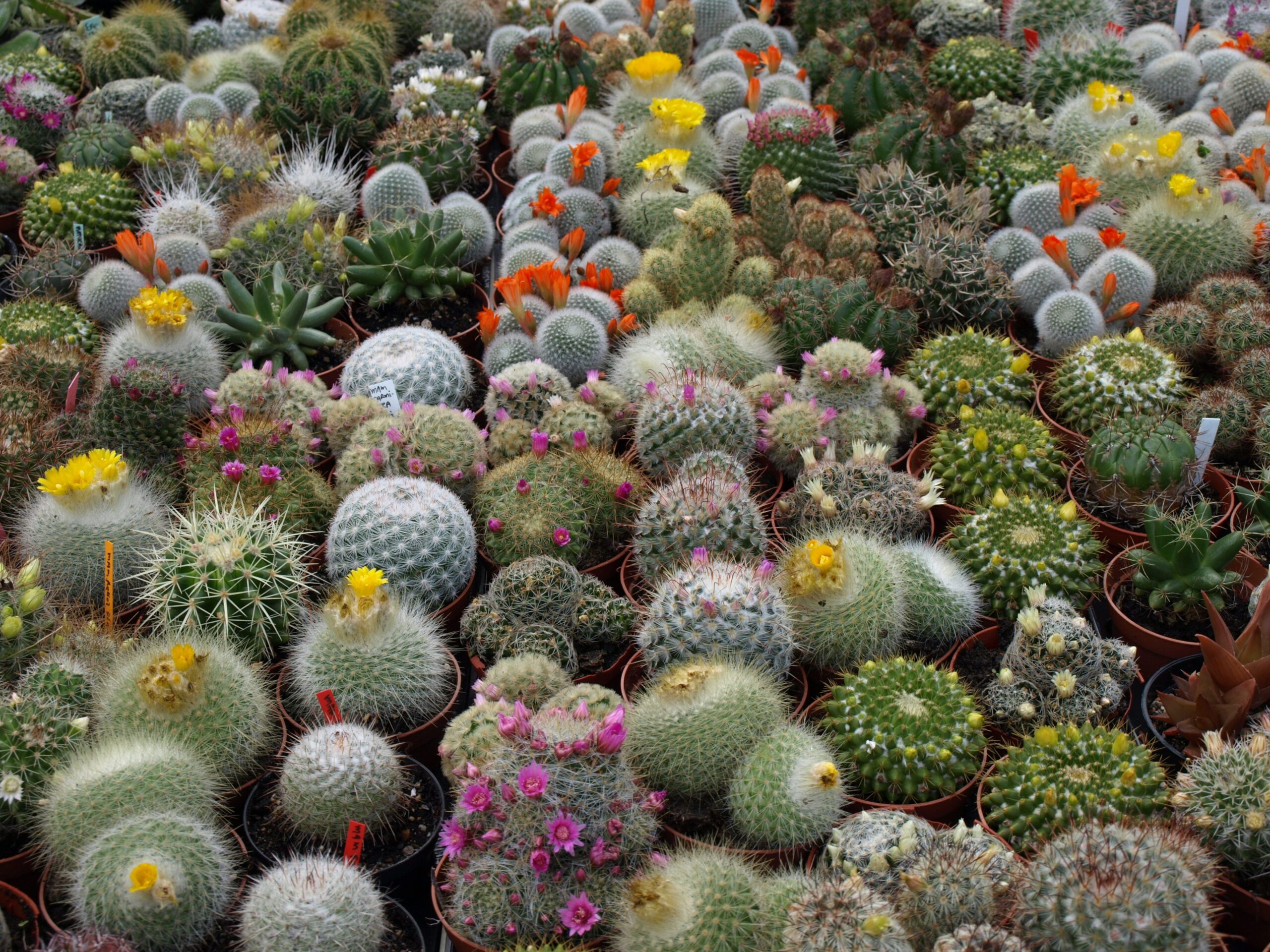 6 cose che (forse) non sai sui cactus