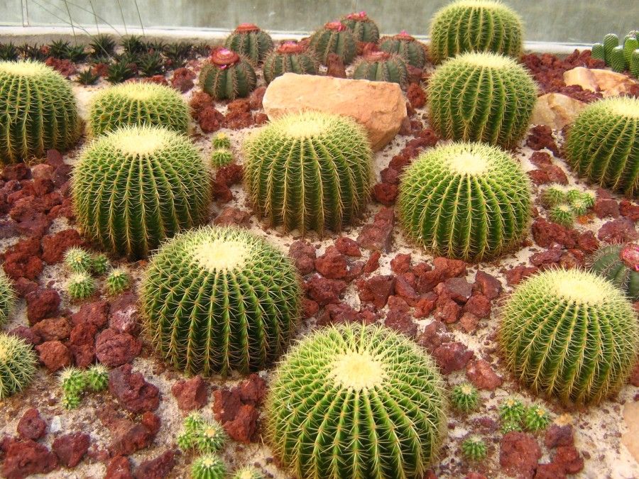 Cose da sapere sui cactus 