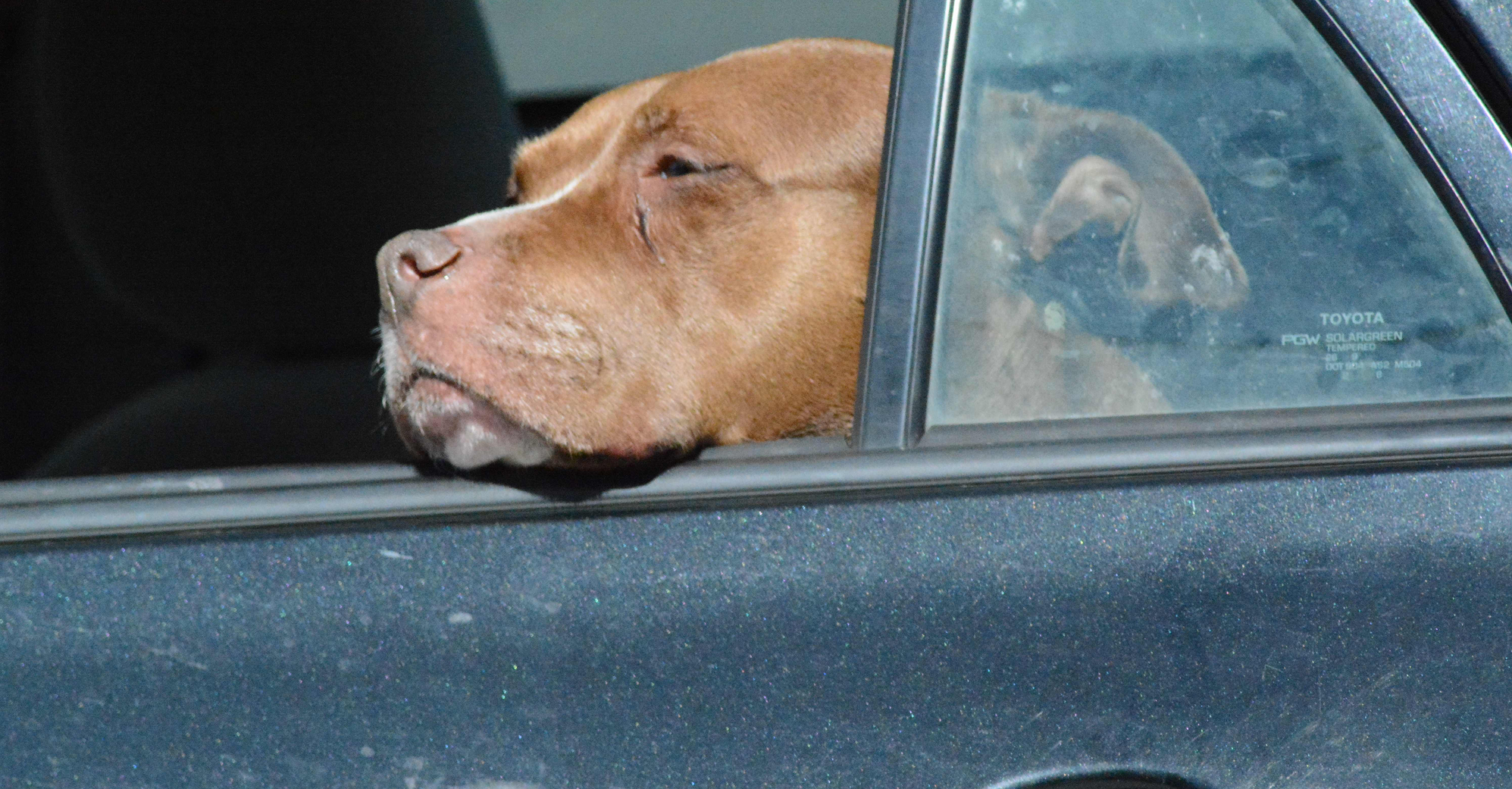 In Tennessee si possono rompere i finestrini per salvare un cane