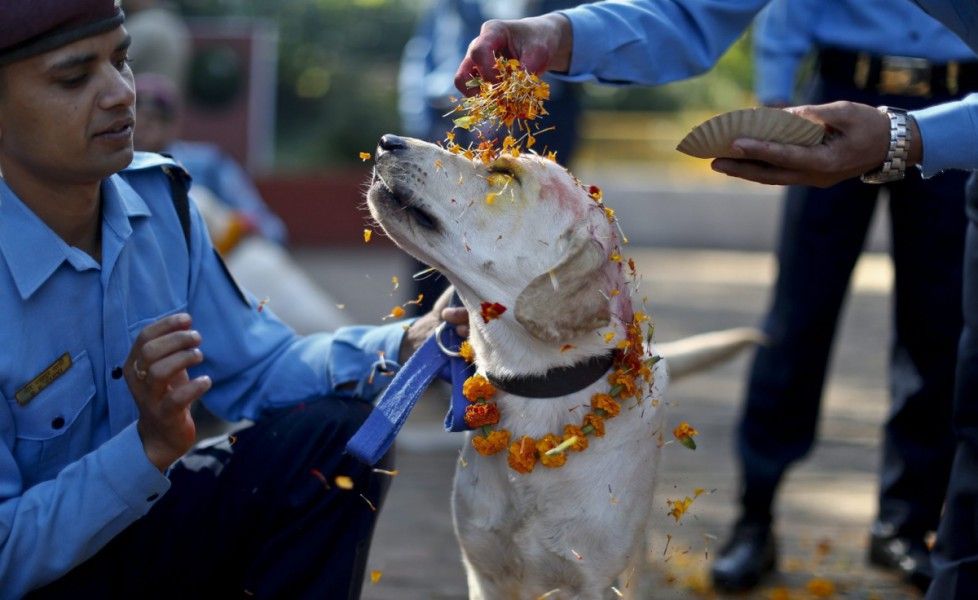 Festival dei cani: quando i nostri amici vengono celebrati