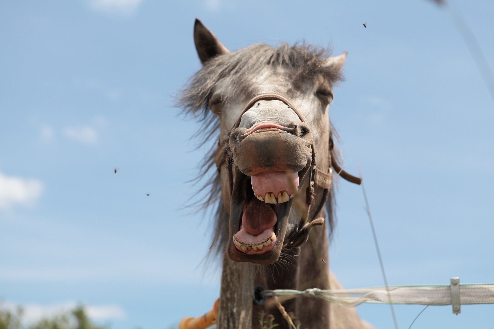 Microdave è il cavallo più piccolo del mondo