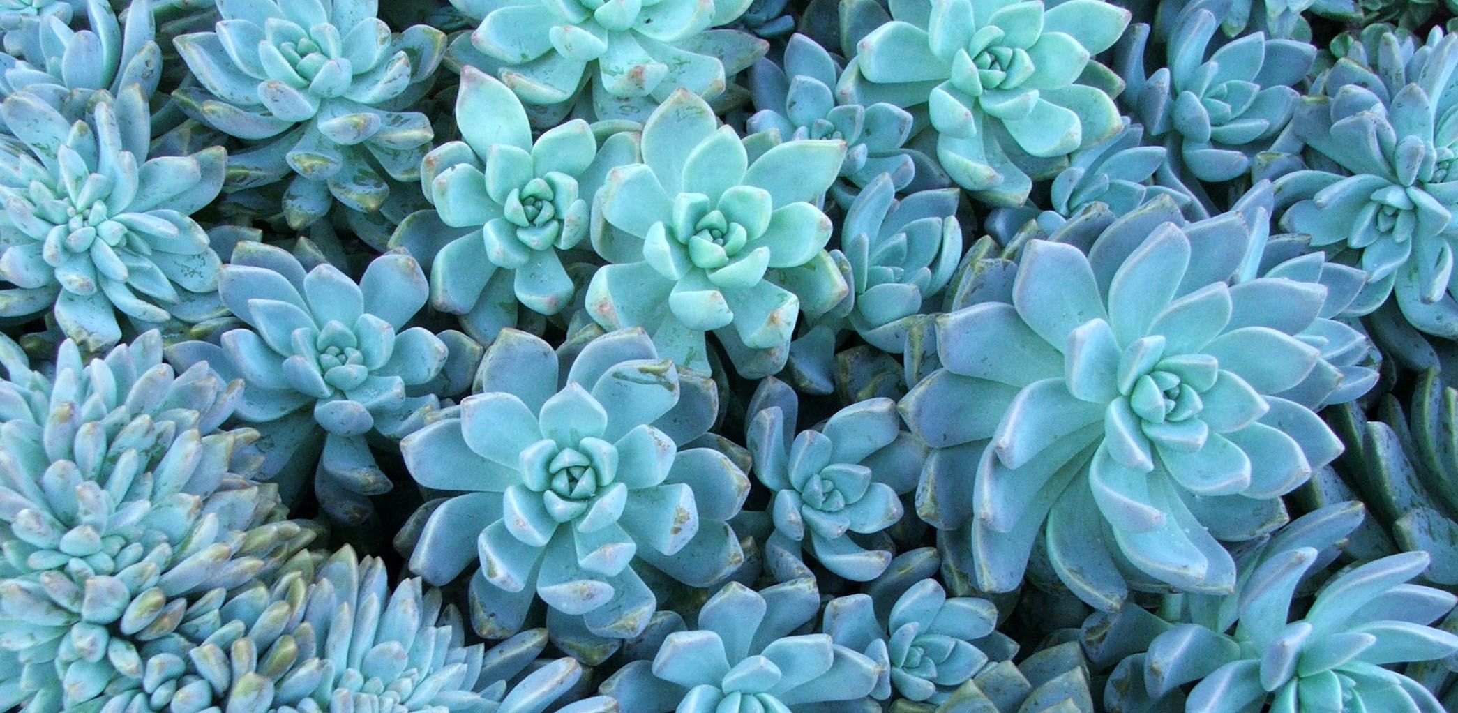 Passioni succulente!