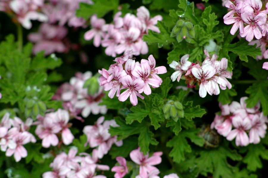 Photographed at Strybing Arboretum