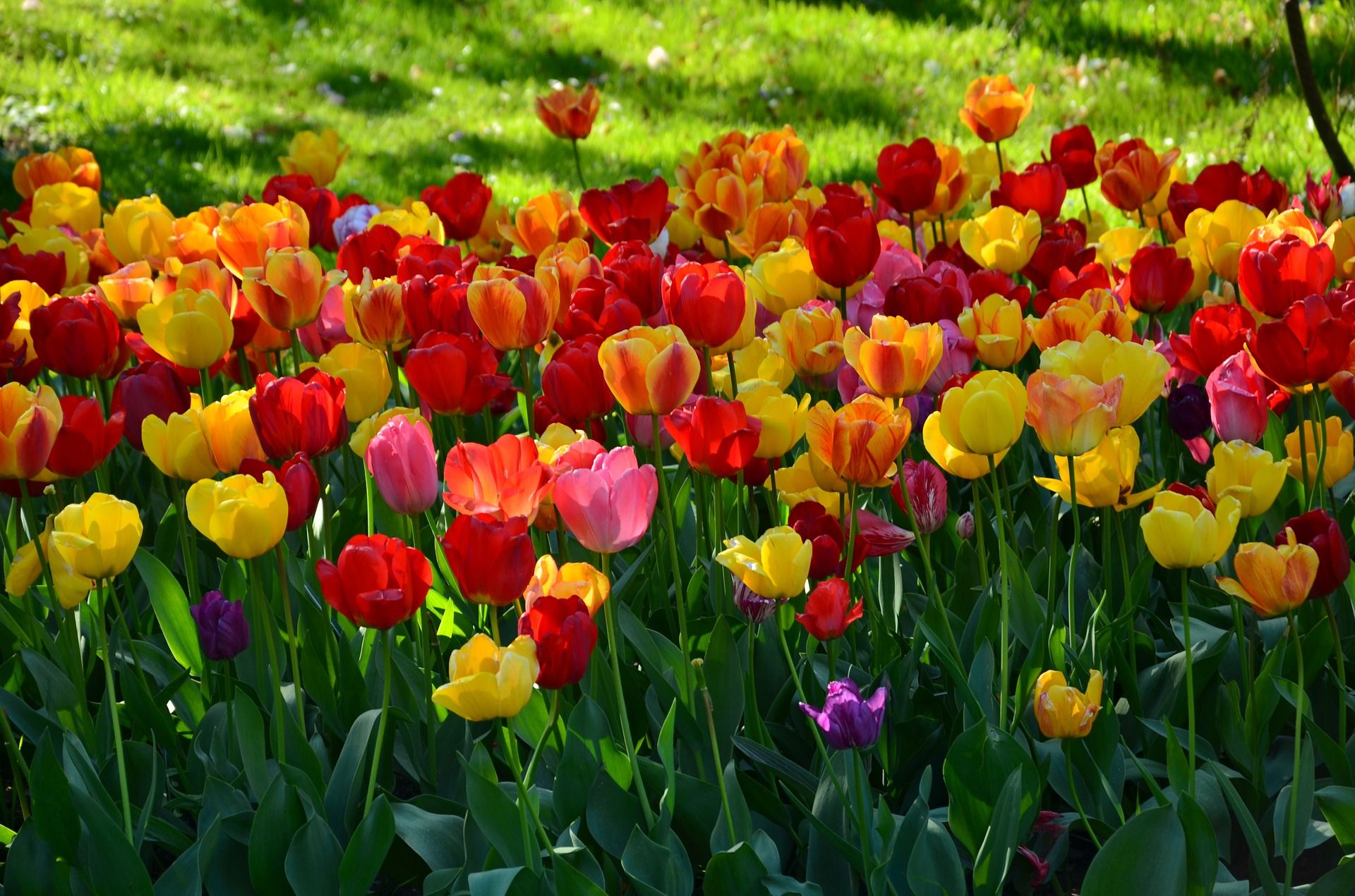 Come aiutare il giardino a sopravvivere al caldo estivo