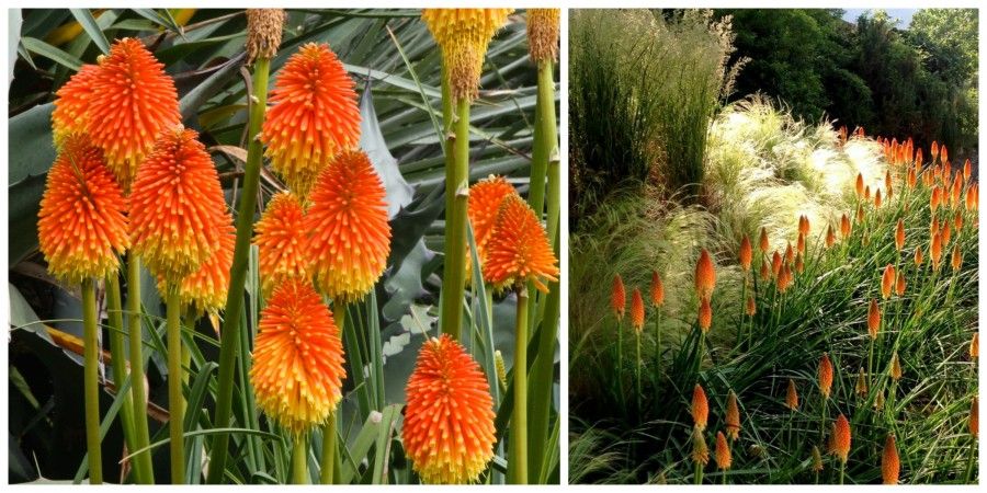 kniphophia mix