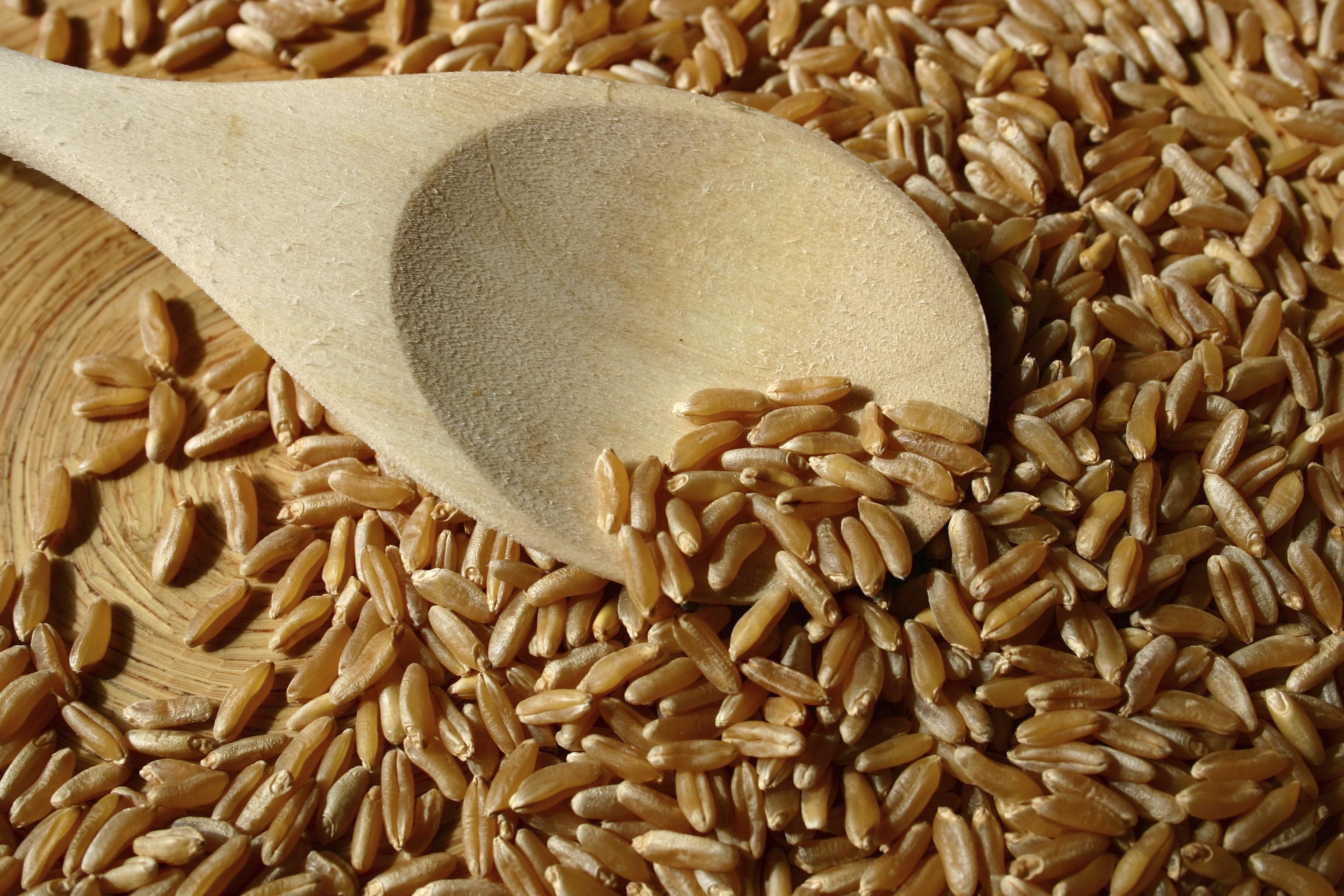 Замените пшеничные зерна. Пшеница Тритикум дурум. Камут крупа. Дурум твердых сортов пшеницы. Твердая пшеница дурум.