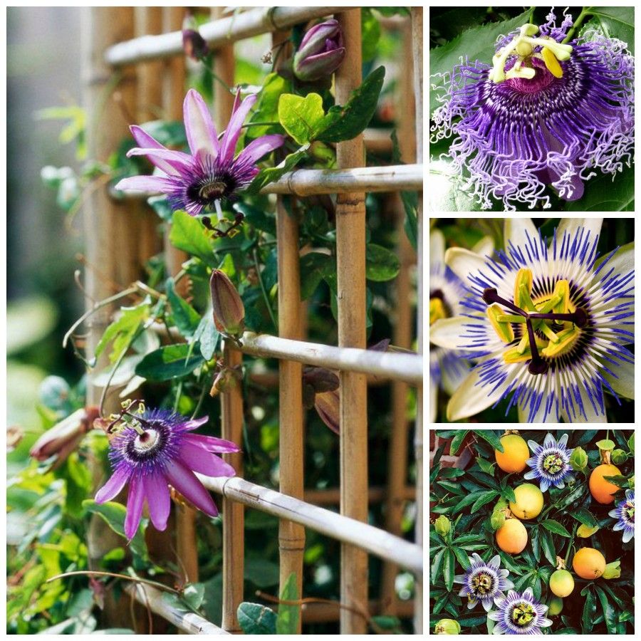 passiflora mix