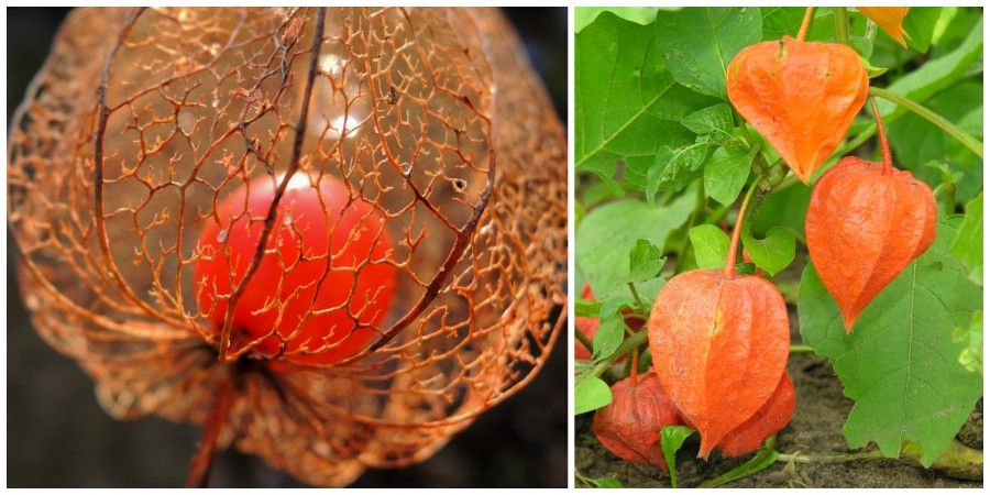 physalis alkekengi