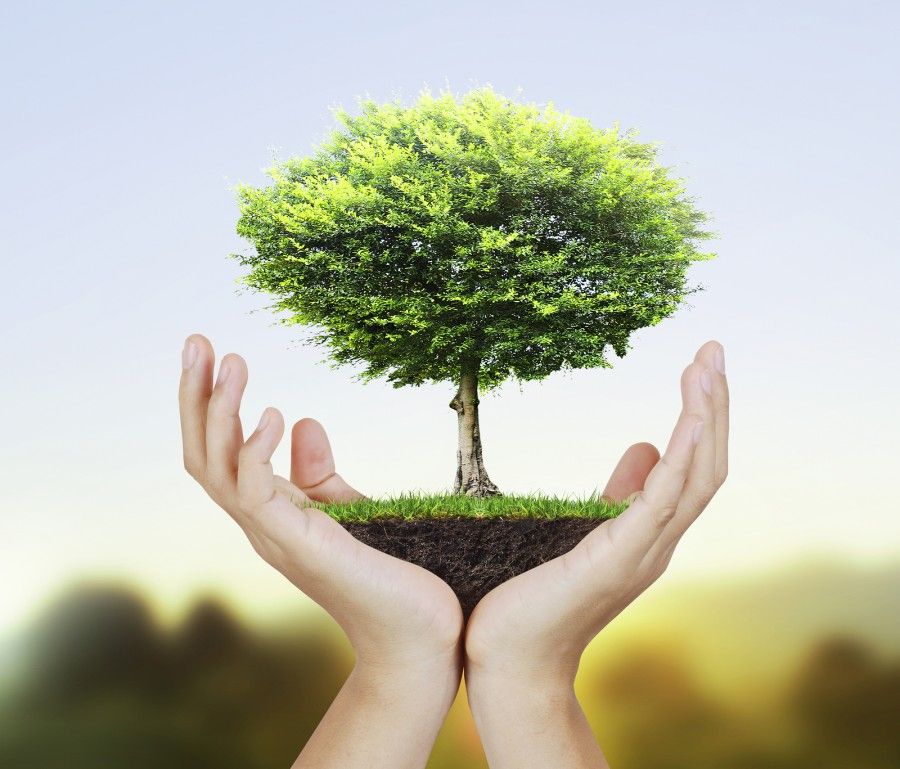 Small tree, plant  in the hand