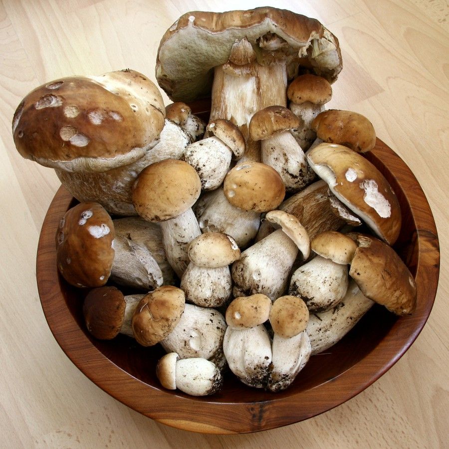 porcini_2