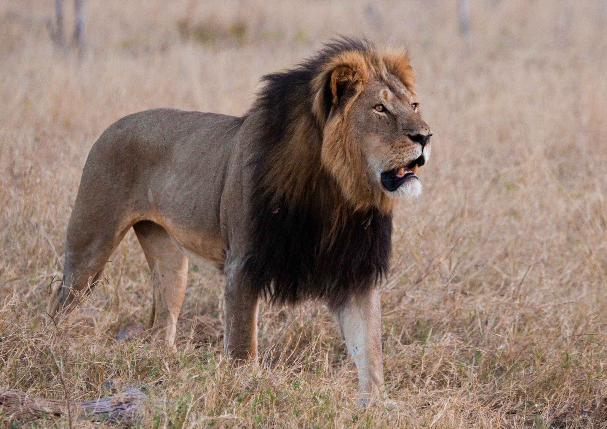 Il leone Cecil rivive in un peluche