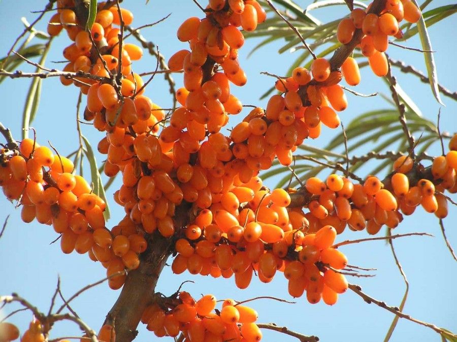 Hippophae_rhamnoides_2