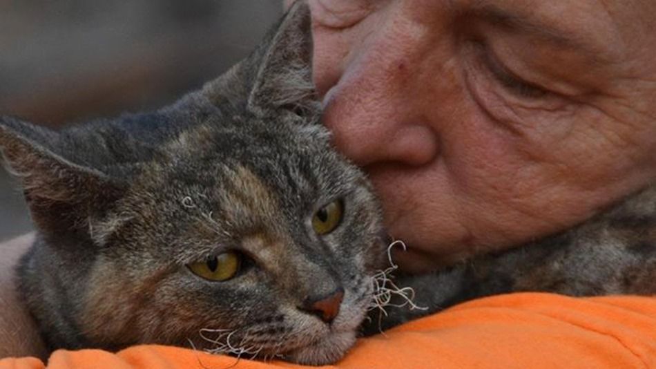 Ruthie, il gatto sopravvissuto all’incendio