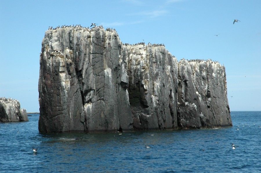 isole-inglesi-02-Farne Islands