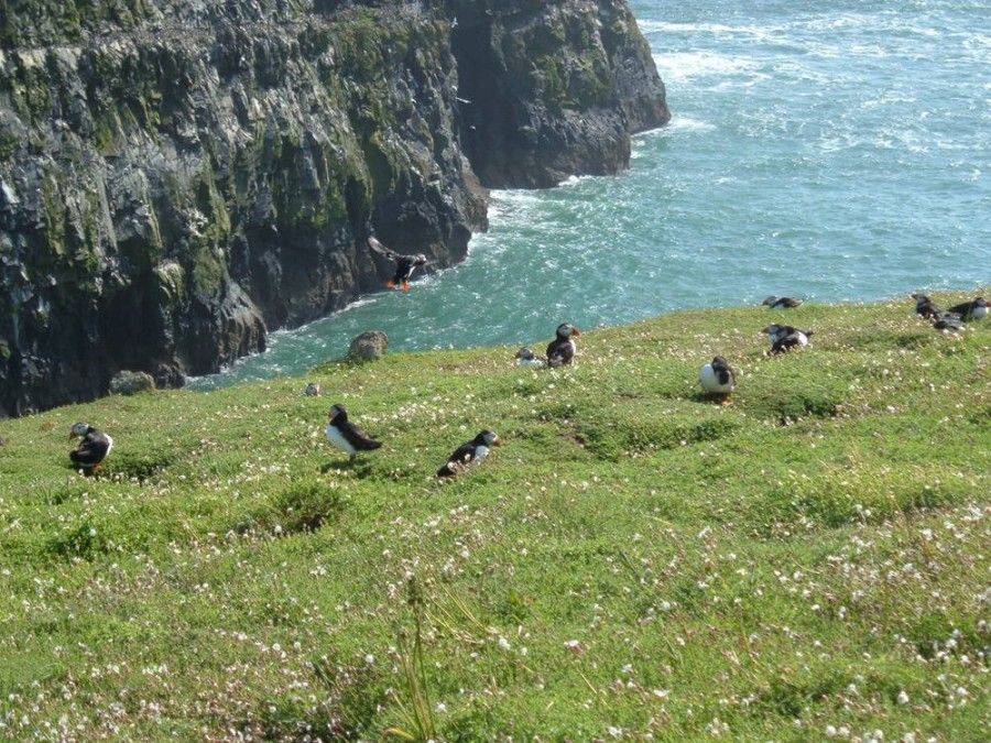 isole-inglesi-08-Skomer Island