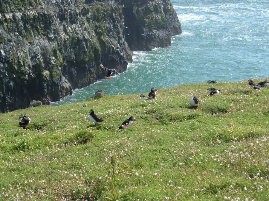 isole-inglesi-08-Skomer Island