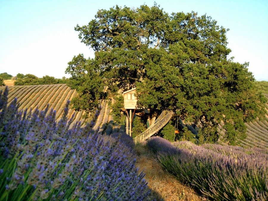 lavanda luglio 005x