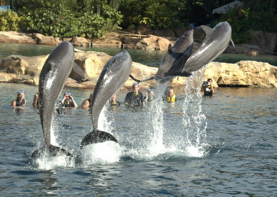 parchi-divertimento-Discovery Cove