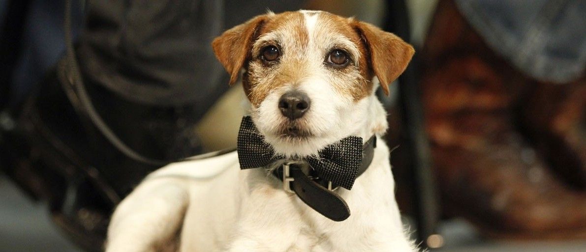 Addio a Uggie, è morto il cane di ‘The Artist’