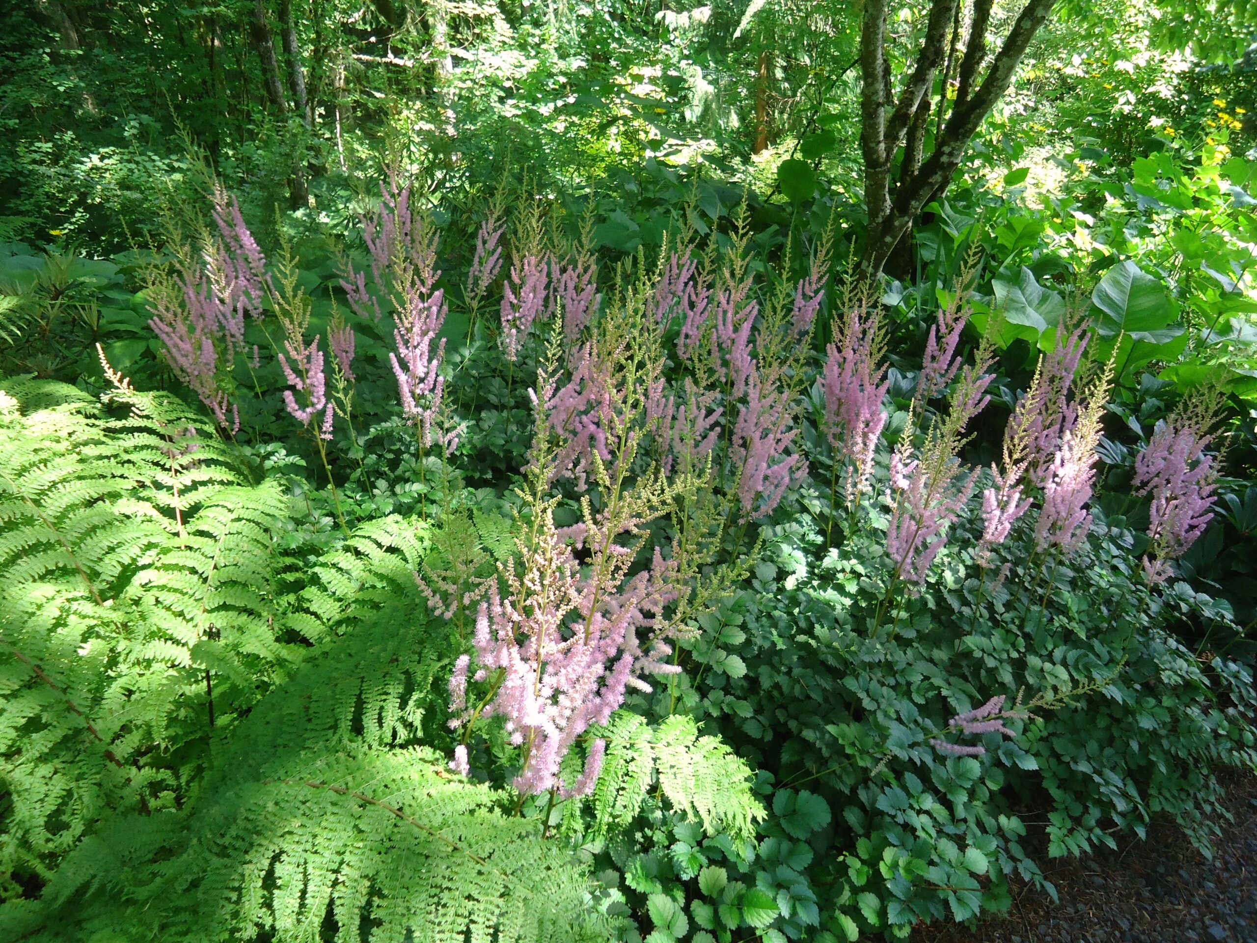 Quali piante scegliere se in giardino non batte il sole