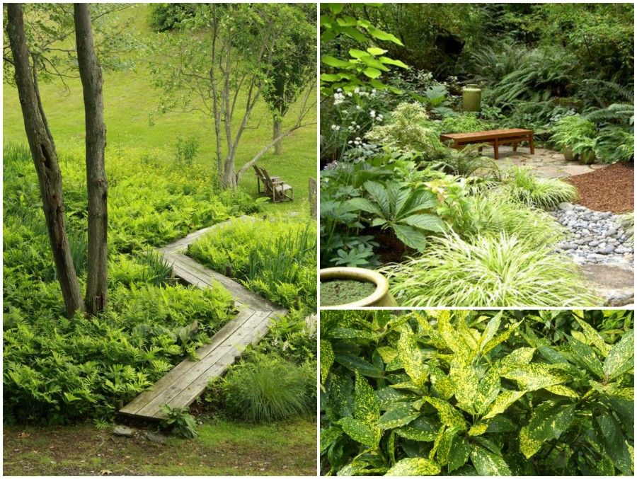 2 aucuba japonica ferns