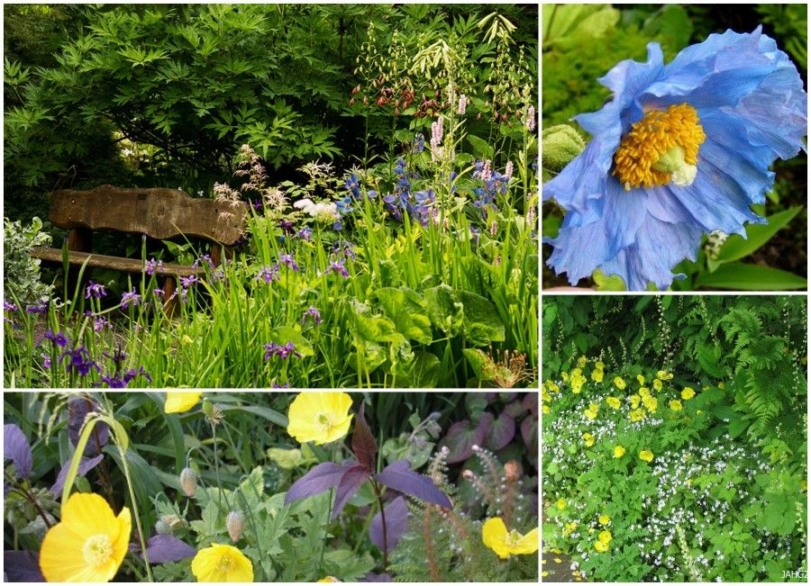 7 meconopsis borders