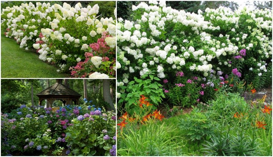 8 hydrangea borders