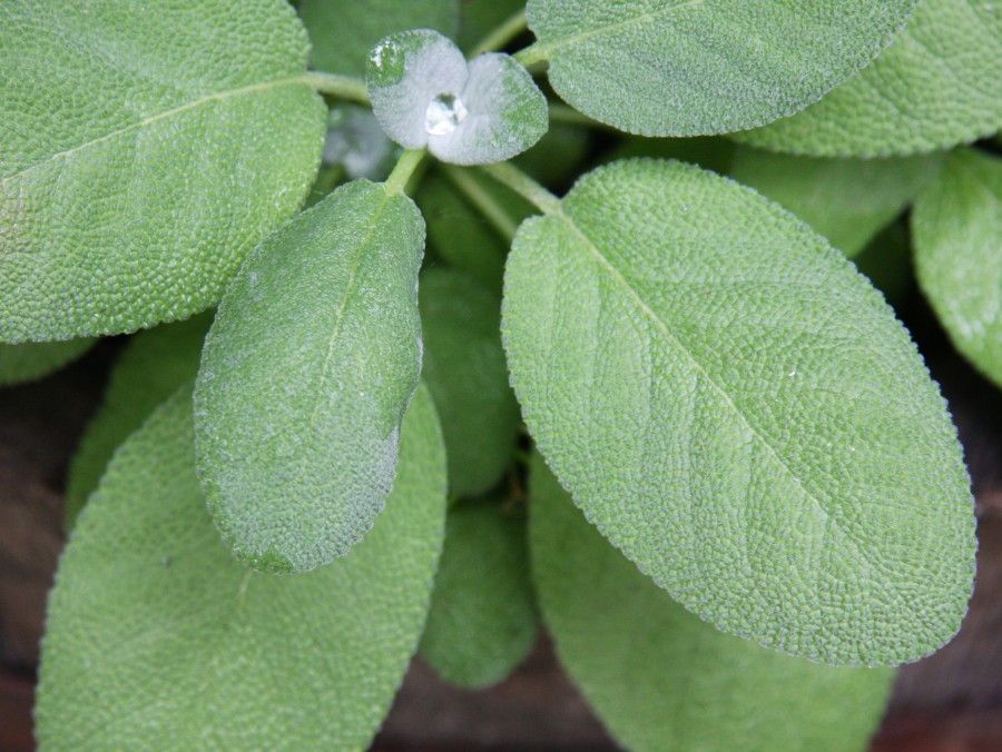 Growing_leaves_of_garden_sage_(Salvia_officinalis)