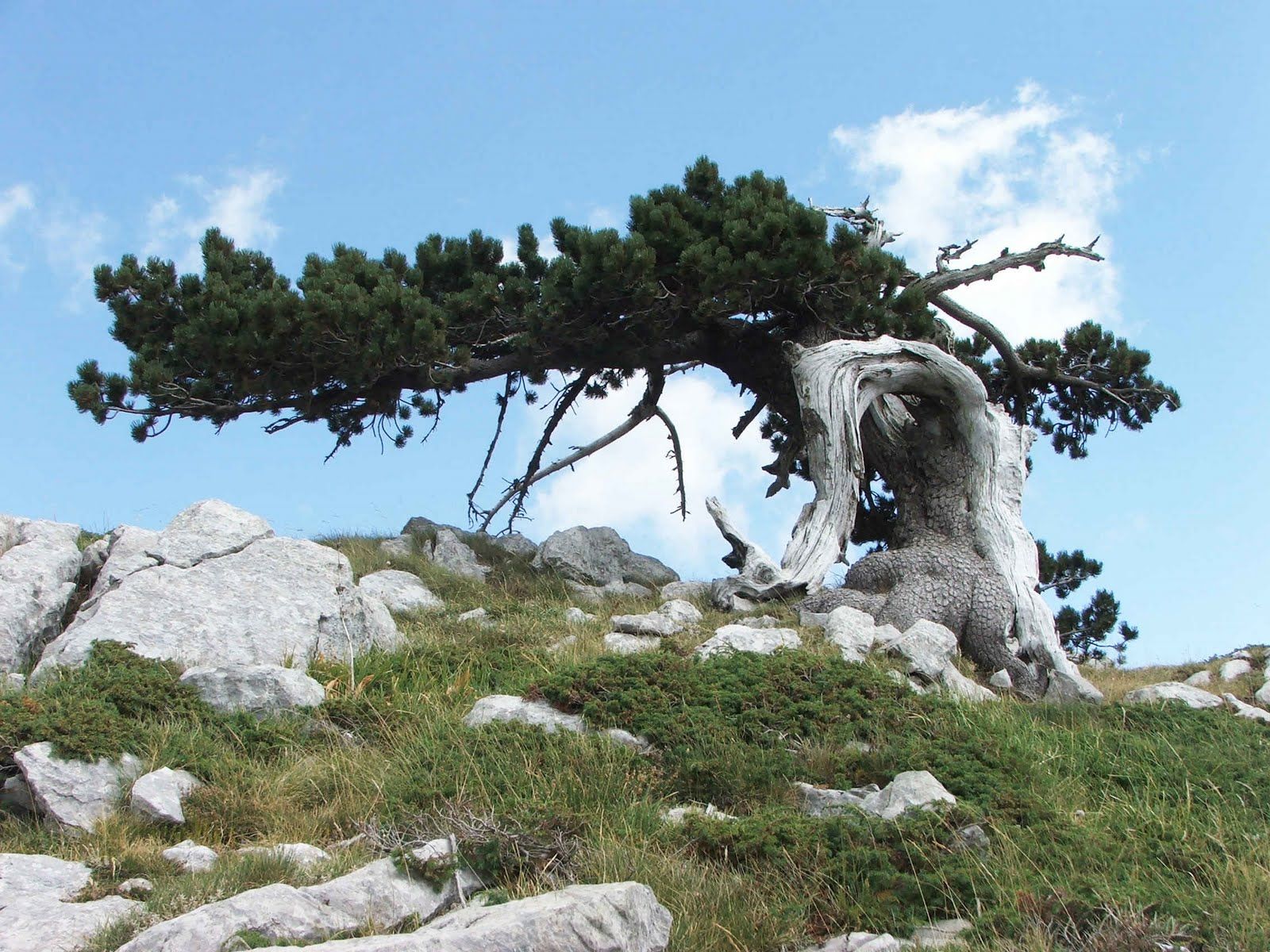 Alberi secolari in Italia