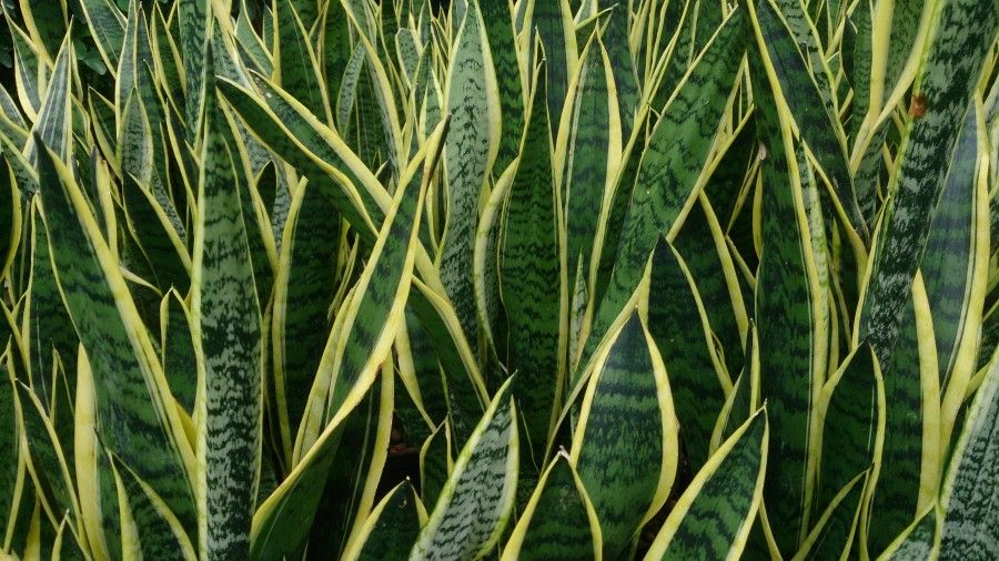 Snake_Plant_(Sansevieria_trifasciata_'Laurentii')