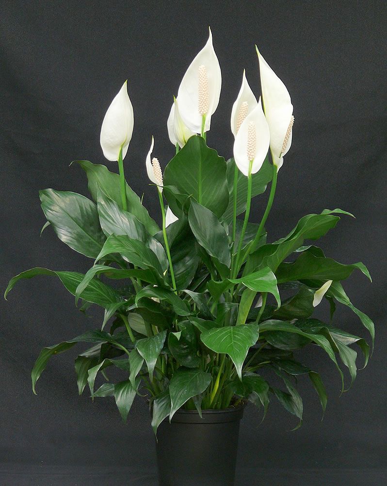 Spathiphyllum-wallisii