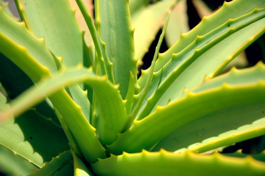 aloe-vera-piccola