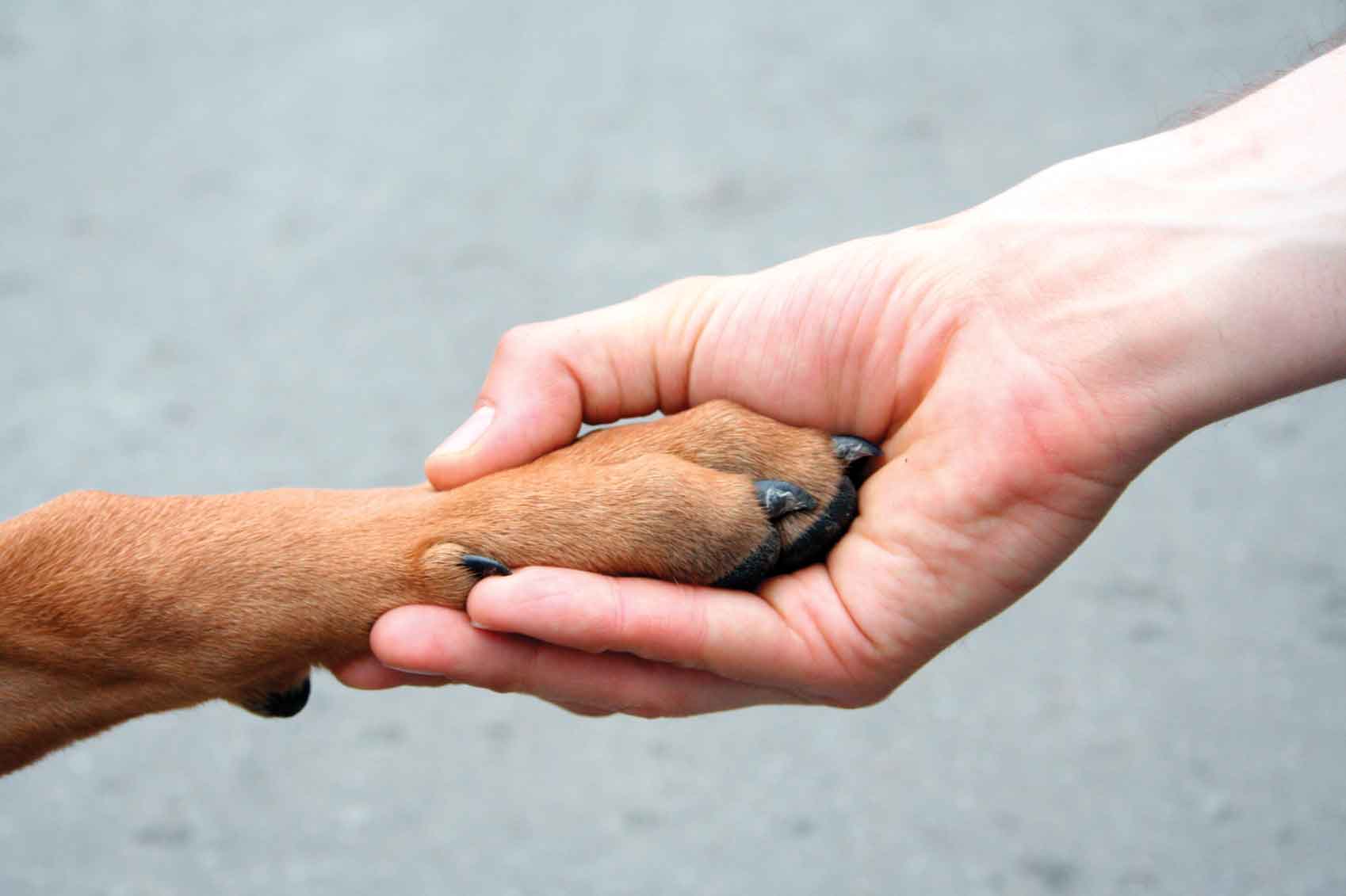 Il primo ospedale italiano che apre le porte agli animali domestici