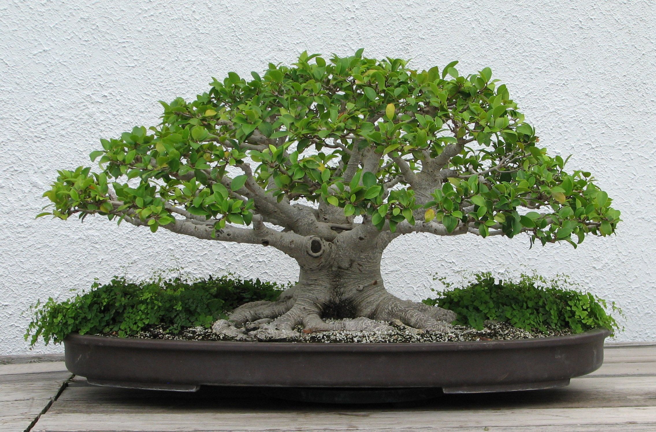 5 curiosità sui bonsai