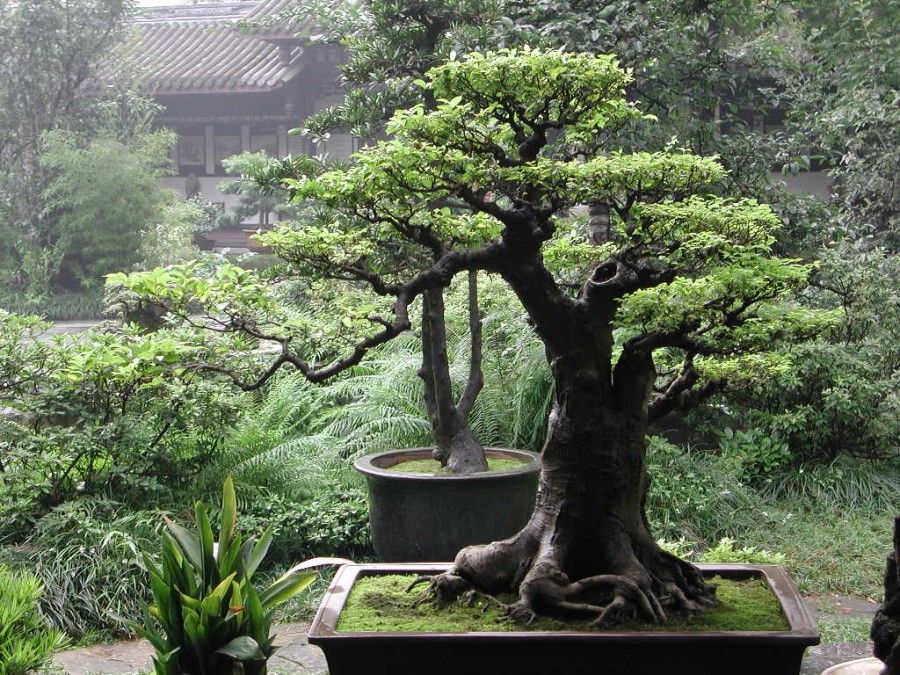 bonsai1