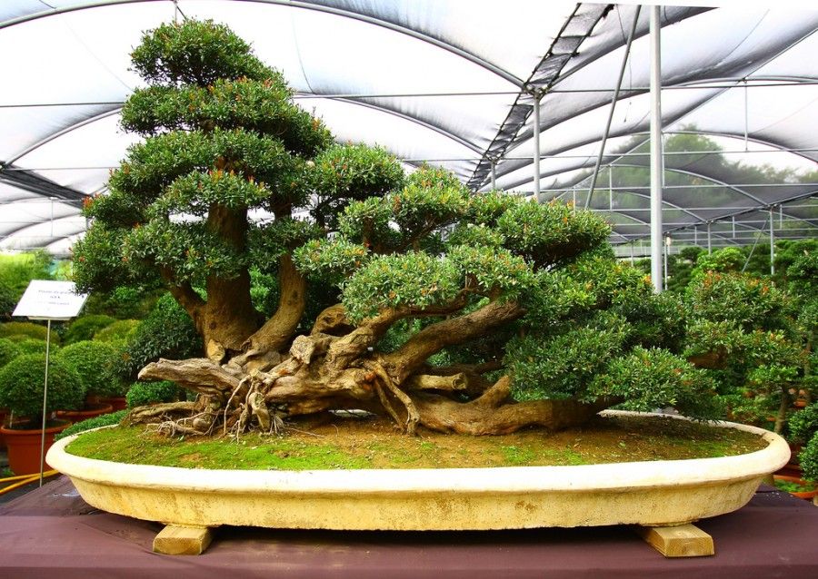 bonsai2