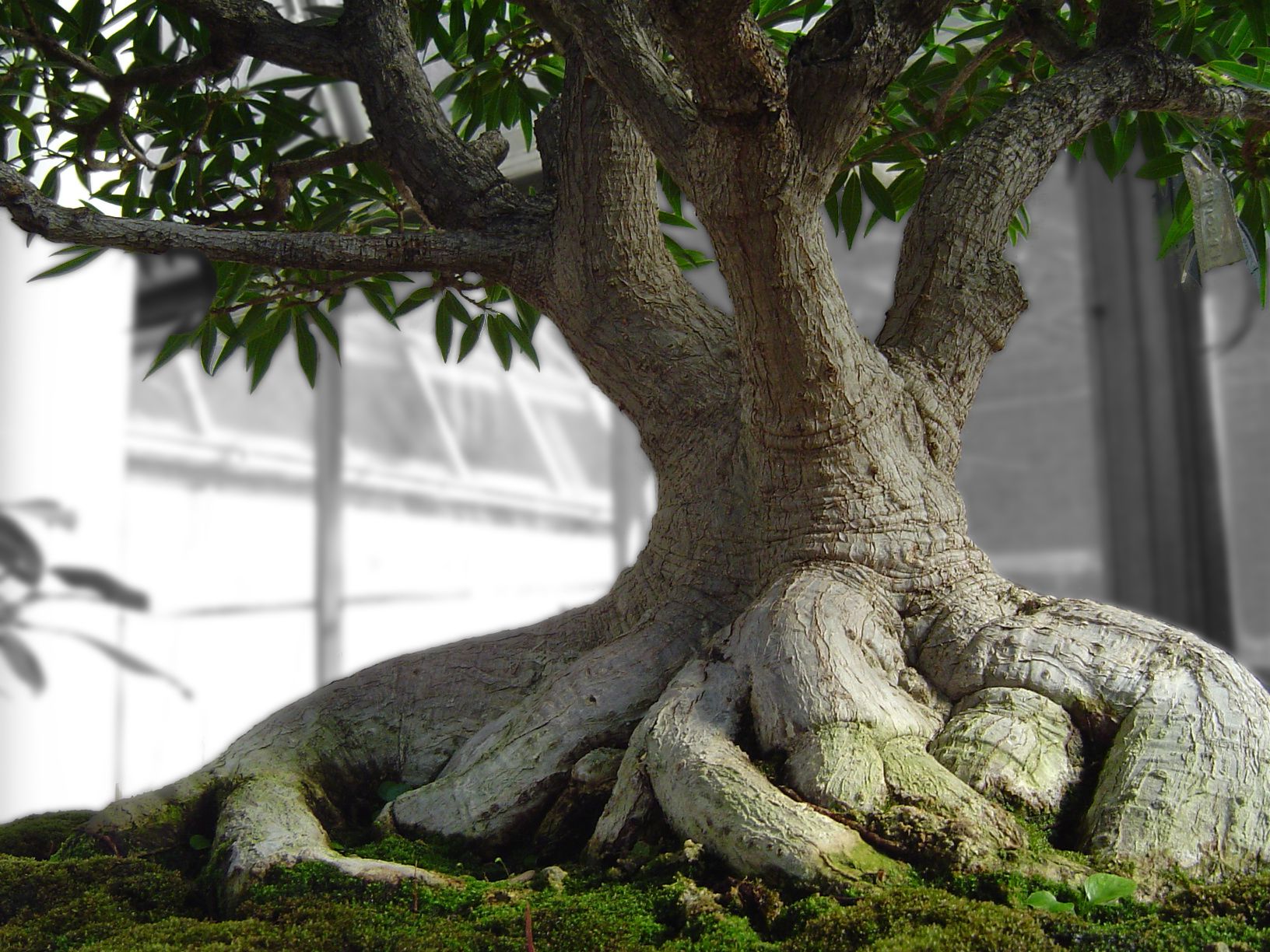 Come curare i bonsai ficus ginseng