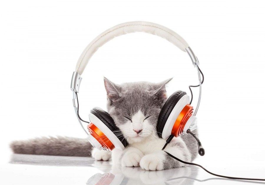 musica-per-cani-e-gatti