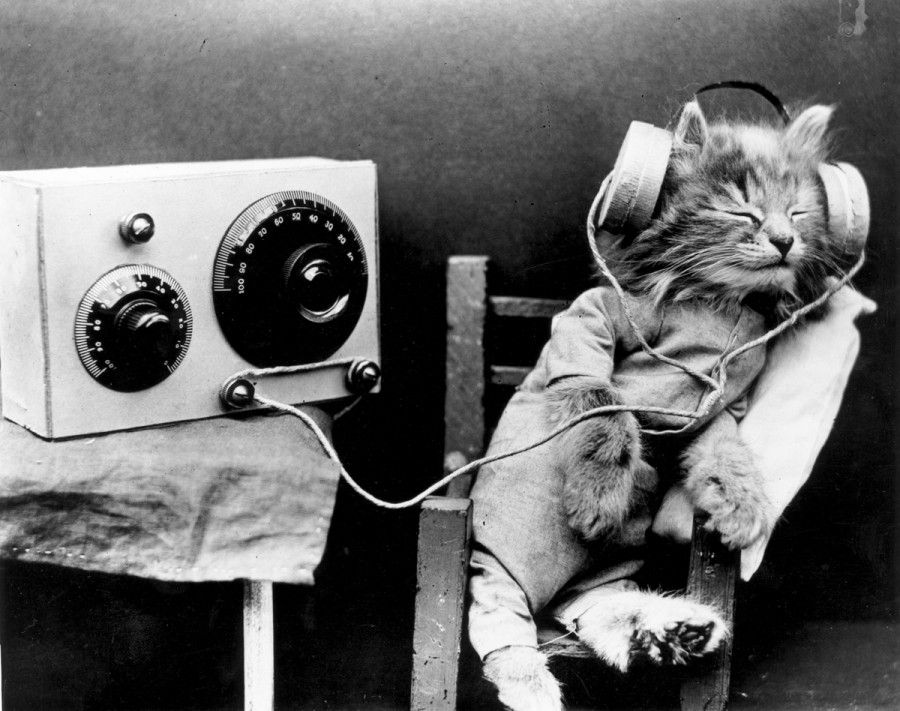 musica-per-cani-e-gatti