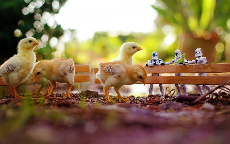 chickens-star_wars-macro-toys-zahir_batin