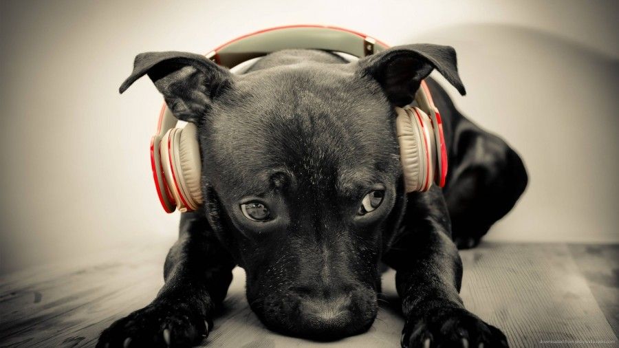 musica-per-cani-e-gatti