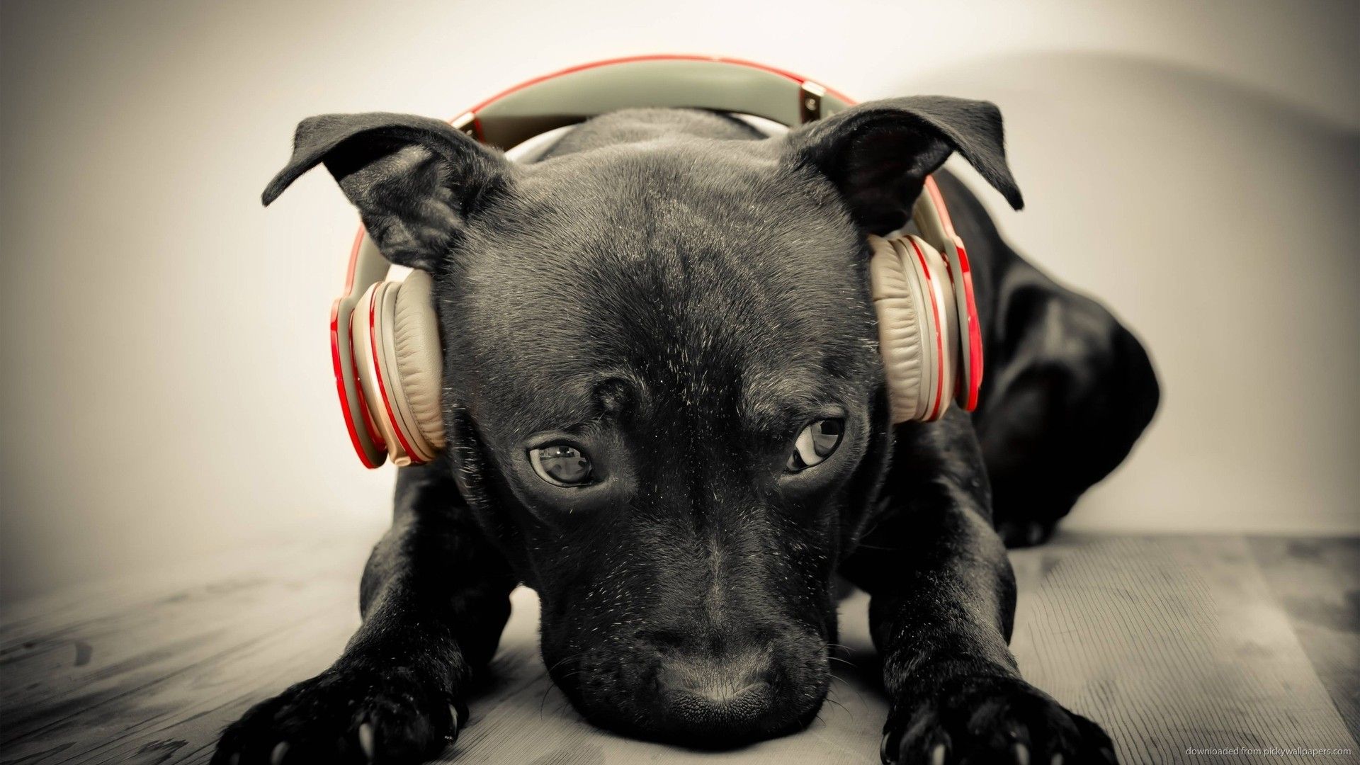 I cani e i gatti amano la musica. Scopriamo quale.