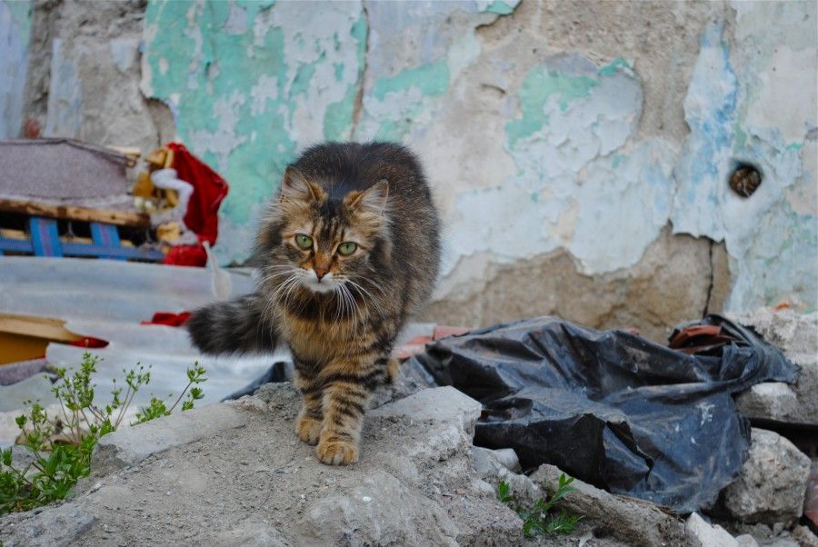 le-città-dei-gatti