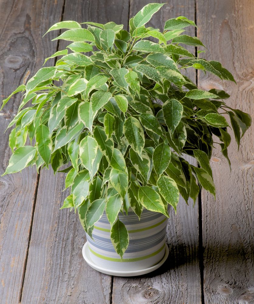 ficus-benjamina